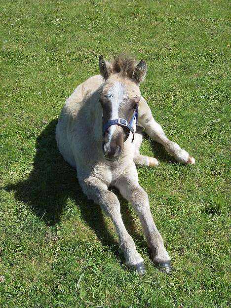 Anden særlig race Shiva - Han er rigtig køn.  ;D billede 12