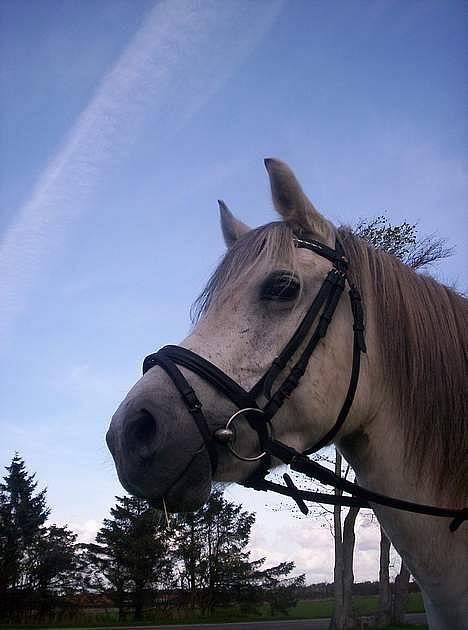 Anden særlig race Quindy *SOLGT* - Min smukke QuindyPus :) billede 1