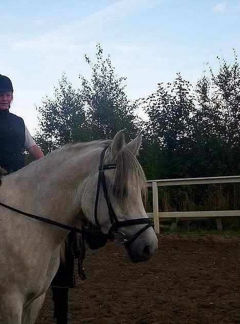 Anden særlig race Quindy *SOLGT* - Her er der lidt Araber over hende (; billede 2