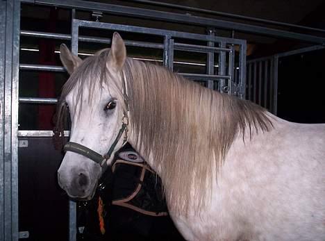 Anden særlig race Quindy *SOLGT* - I stalden på FU.. billede 3