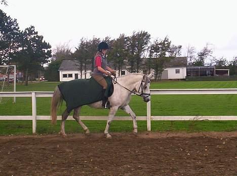 Anden særlig race Quindy *SOLGT* - Ridning.. billede 4