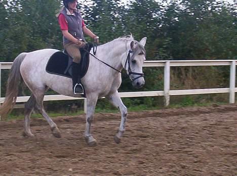 Anden særlig race Quindy *SOLGT* billede 7