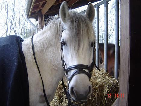 Anden særlig race Quindy *SOLGT* - Øjhs manner, hjemme på gården hos alle de andre igen Ö billede 8