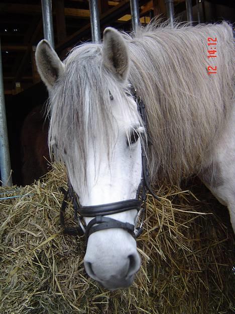 Anden særlig race Quindy *SOLGT* billede 11