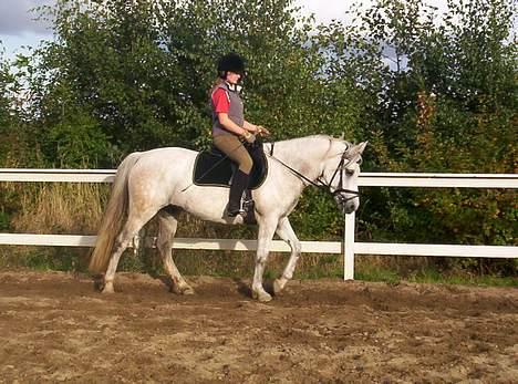 Anden særlig race Quindy *SOLGT* billede 12