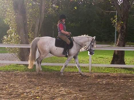Anden særlig race Quindy *SOLGT* billede 13