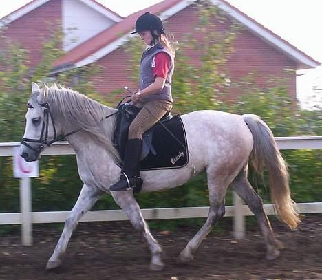 Anden særlig race Quindy *SOLGT* billede 14