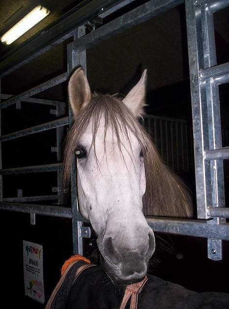 Anden særlig race Quindy *SOLGT* - I boks, på Fjordvang :) billede 17