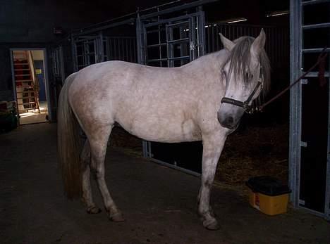 Anden særlig race Quindy *SOLGT* - Quindy på staldgang, lige inden rideturen ! billede 18