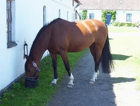 Anden særlig race Queen Of Shéba  - Shéba venter på at skulle til springstævne :D billede 1