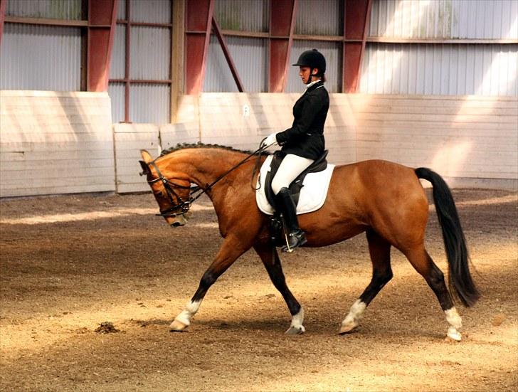 Anden særlig race Queen Of Shéba  - Sommer stævne på ÅRSK 09 :)  billede 5