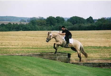 Fjordhest Brødsgaards Bolette - Bolette springer banketten. billede 2
