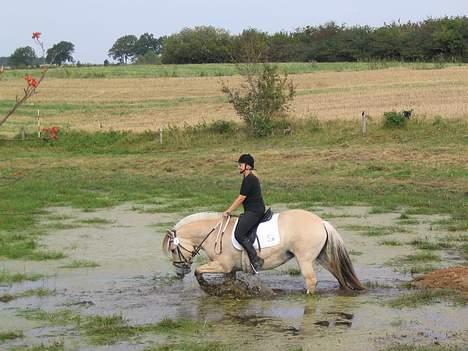 Fjordhest Brødsgaards Bolette - Bollette gennem vandforhindring. billede 3