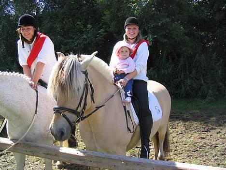 Fjordhest Brødsgaards Bolette - Fjordhesten hele familiens hest. billede 6