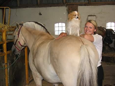 Fjordhest Brødsgaards Bolette - Højt til vejrs billede 8