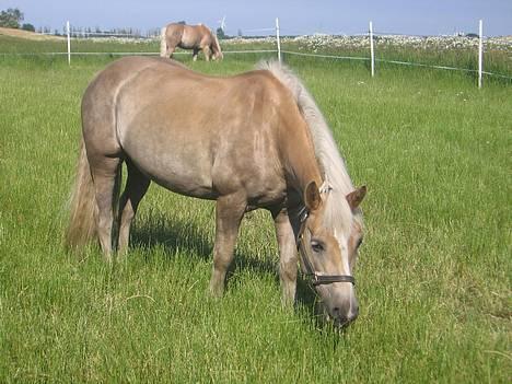 Haflinger Pilgrim - solgt - På marken, skønnere haflinger hoppe findes ikke ! <3 hehe billede 13