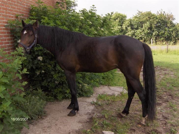 Anden særlig race Chili In Action - Chili tager sig en drikkepause efter al legeriet med Mulli. Juni 2007 billede 16