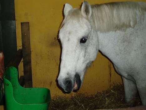 Welsh Mountain (sec A) Patrick Swayze - Swayze i sin boks.. billede 5