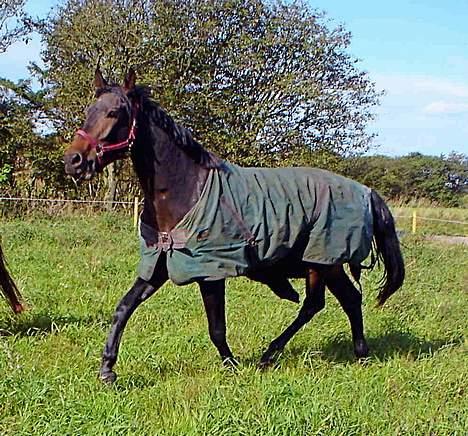 Dansk Varmblod Castello-aflivet - her har vi Castello mit sit mishandlet overgangs dækken ;) billede 9