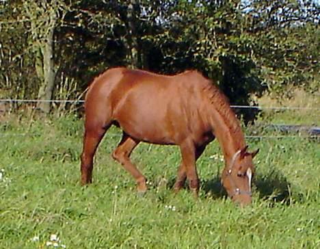 Dansk Varmblod Michelle M RIP. - Se lige den voksene mave :)) d.8.10.05 billede 8