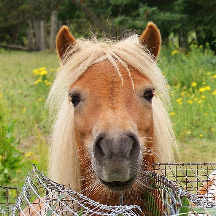 Shetlænder Donna - 2007 billede 22