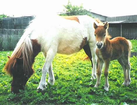 Shetlænder Donna - Her er Donna kun én uge gammel, sammen med mor Bella, som hun stadig går med, den dag idag. :) billede 26