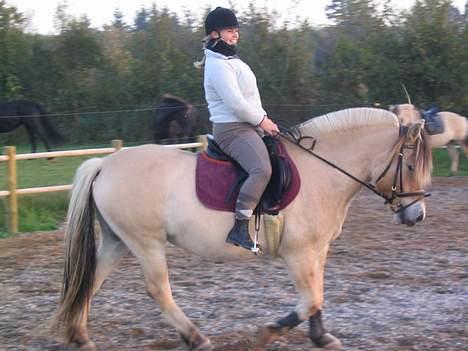 Fjordhest Kastanjegårdens Mia  - Der er så meget en 4 års hest skal lære, men Anette og Mia gør det fint. billede 12