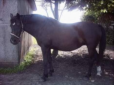 Oldenborg lise - lise billede 10