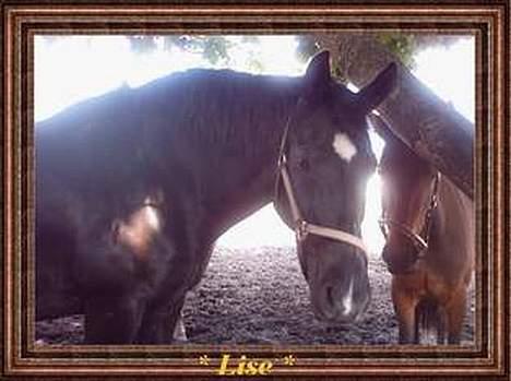 Oldenborg lise billede 11