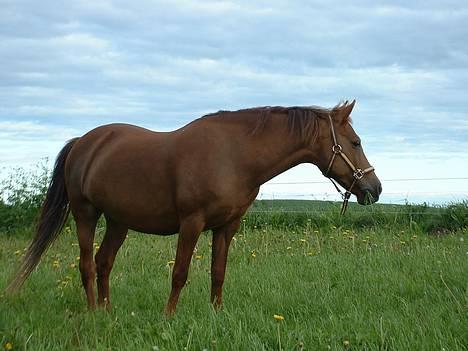 New Forest Cindy - Cindy på fold d. 05.06.2006 billede 4