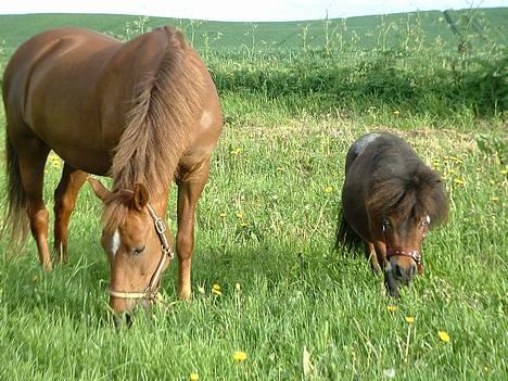 New Forest Cindy - Cindy og Oliver på fold d. 05.06.2006 billede 5