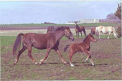 New Forest Cindy - Cindy og Smukke Zarina som føl ! ;p billede 11