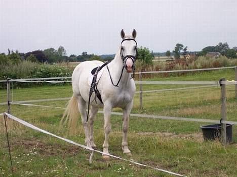 Lipizzaner Angelic (død 25.3.2010) - Min nye hest Angelic, i daglig tale Ange 2005 billede 1