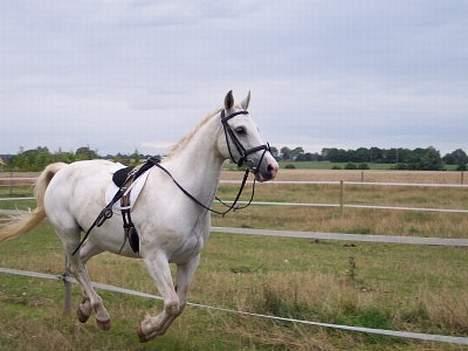Lipizzaner Angelic (død 25.3.2010) - Ange august 2005 billede 2