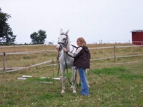 Lipizzaner Angelic (død 25.3.2010) - Ange noget mistroisk, men det gik:) billede 4