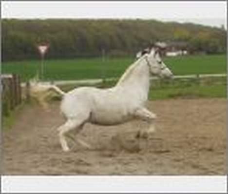 Lipizzaner Angelic (død 25.3.2010) - Angelic 2004 billede 6