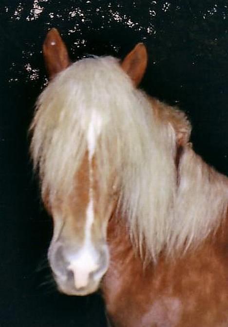 Haflinger Kenzo 00-11/3-06 :'( billede 1