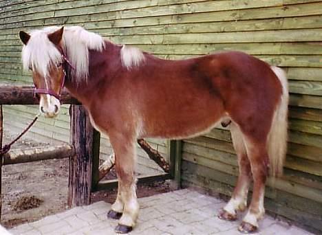 Haflinger Kenzo 00-11/3-06 :'( billede 2