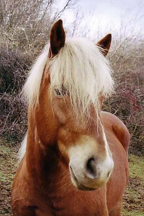 Haflinger Kenzo 00-11/3-06 :'( billede 3