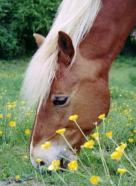 Haflinger Kenzo 00-11/3-06 :'( billede 5