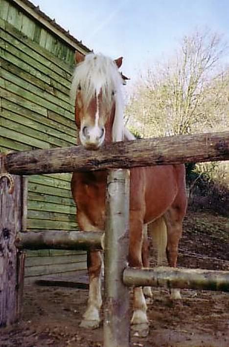 Haflinger Kenzo 00-11/3-06 :'( billede 6