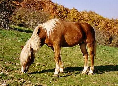 Haflinger Kenzo 00-11/3-06 :'( billede 7