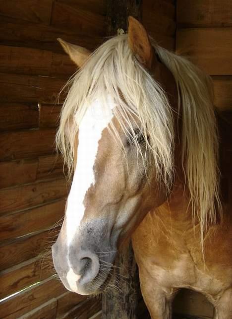 Haflinger Loreska billede 1