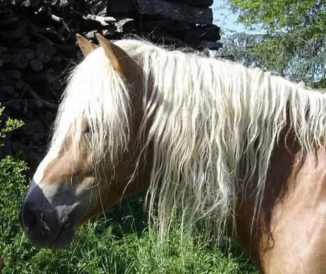 Haflinger Loreska billede 2