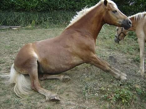 Haflinger Loreska billede 3