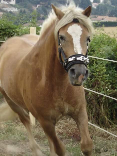 Haflinger Loreska billede 5