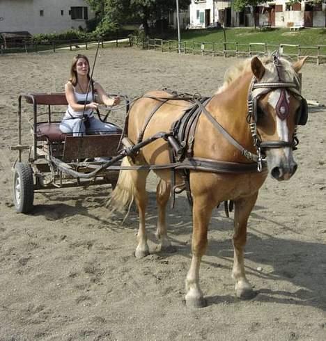 Haflinger Loreska billede 6