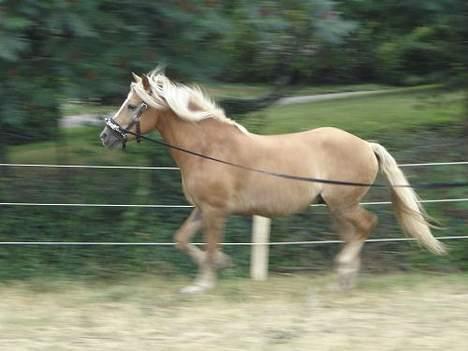 Haflinger Loreska billede 7