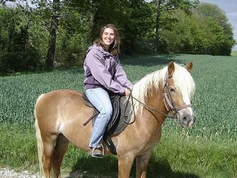 Haflinger Loreska billede 9