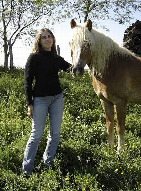 Haflinger Loreska billede 10